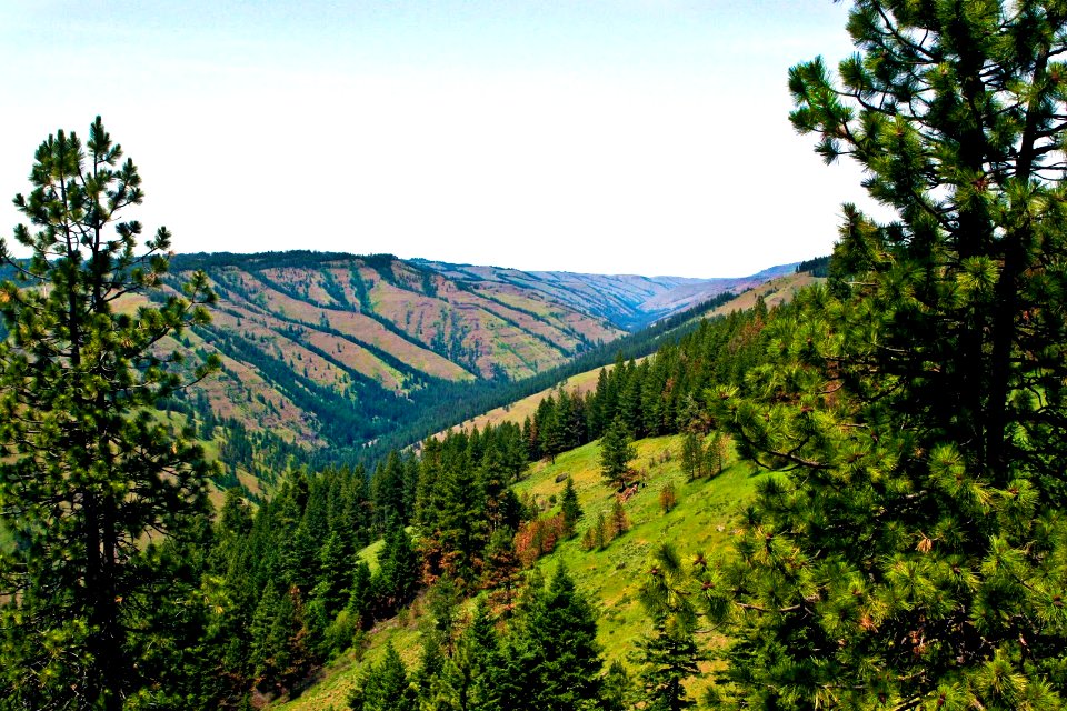 Whitman Overlook, Wallowa Whitman National Forest