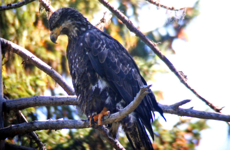 Juvenile eagle, Willamette National Forest