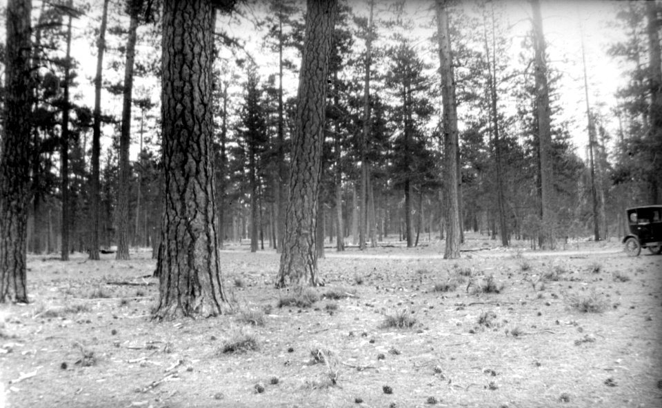 Yellow (Ponderosa) Pine in Central Oregon