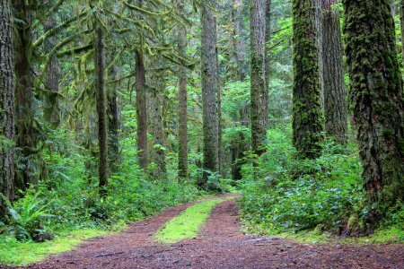 Road through Forest, Mt Hood National Forest