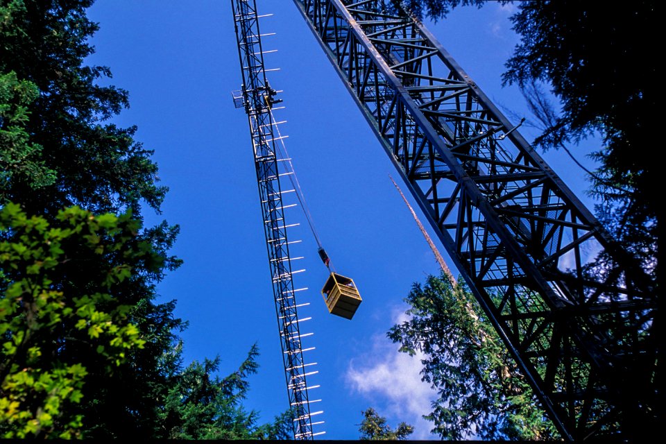 CANOPY GRANE IN OLD GROWTH HJ ANDREWS-WILLAMETTE
