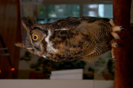 Jack the Great Horned Owl, Mt Hood National Forest photo