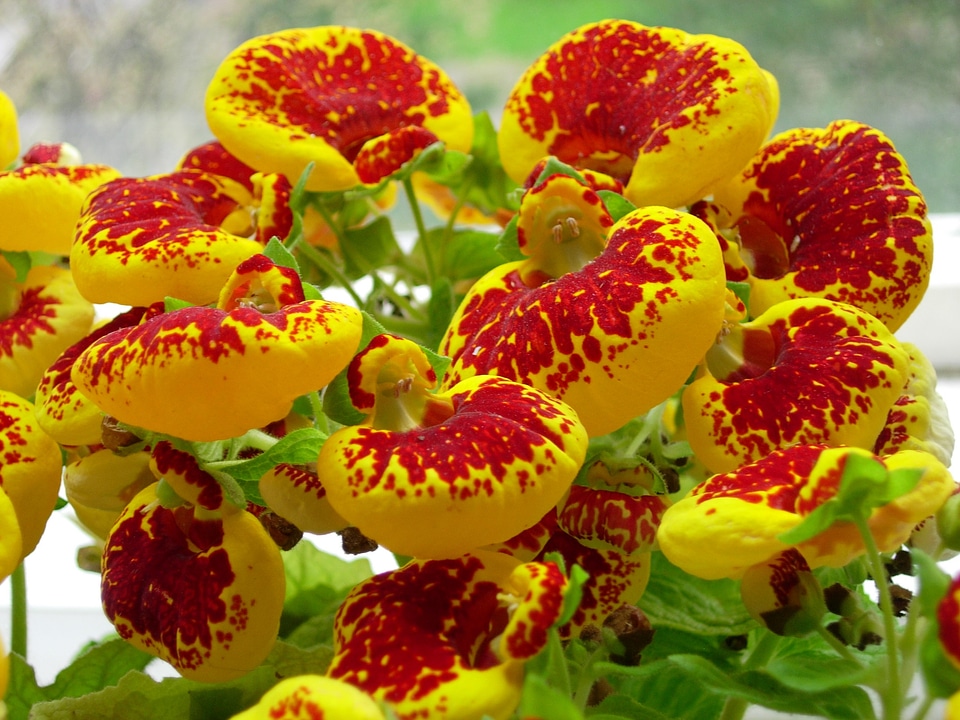 Yellow red flower plant