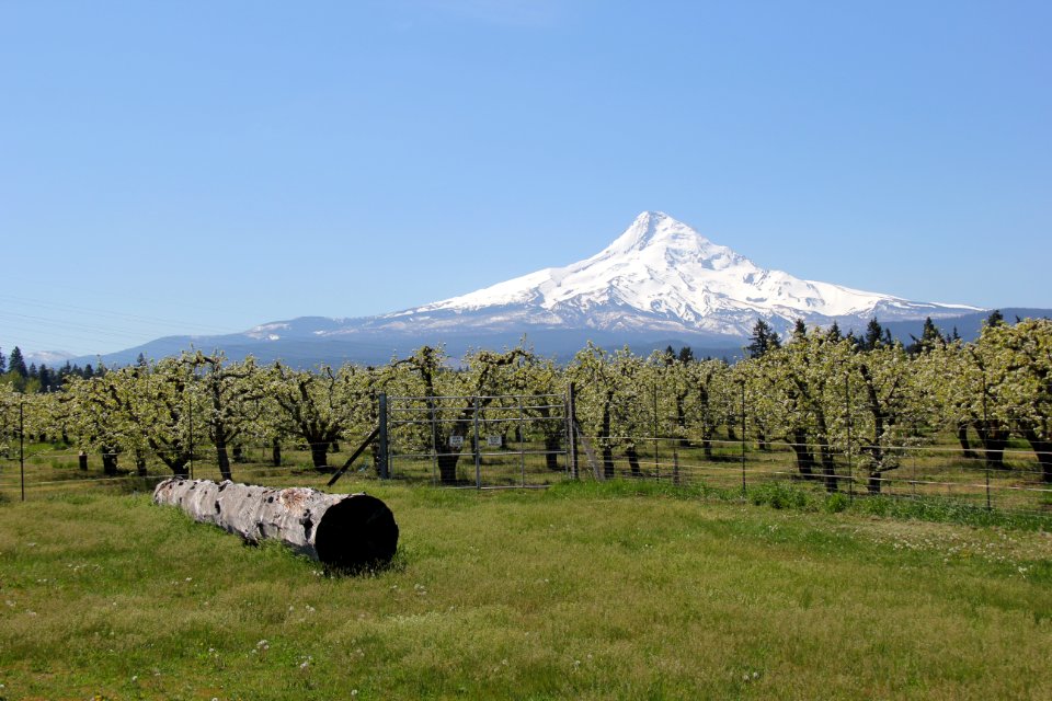 Mount Hood, Hood River Ranger Station  - Mt. Hood National Forest. Photos by Trent Deckard