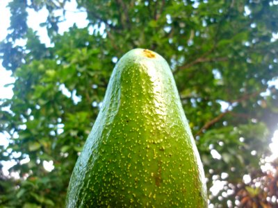 Aguacate 2