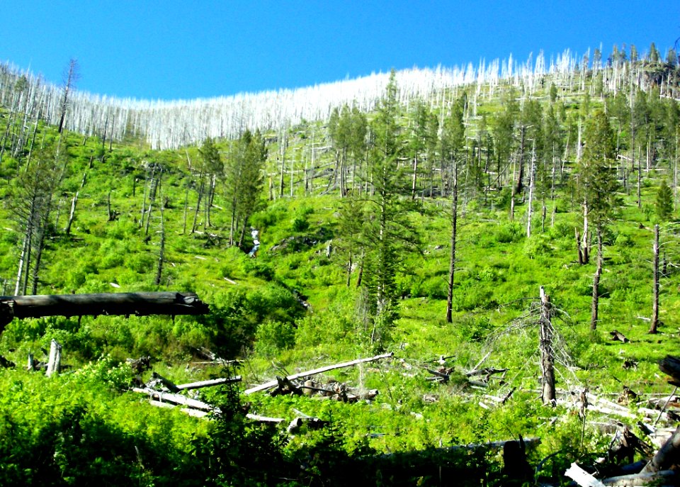 Area along the Blue Sky Trail burned by the Kopsi Fire, Kootenai National Forest