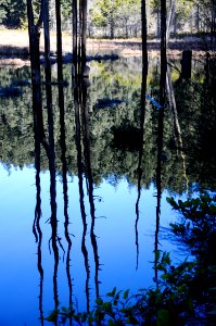 Morning reflections in the Anacortes Community Forest