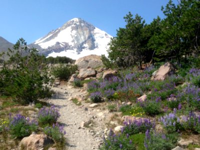 Wildflowers along Trail, Mt Hood National Forest photo