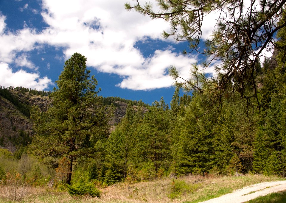 The Pacific Northwest Trail near Thirteenmile Campground along the Sanpoil River, Colville National Forest