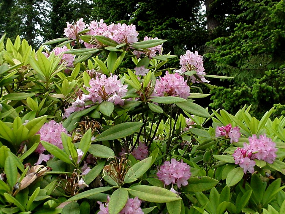 Large Pacific Rhododendron Plant, Olympic National Forest