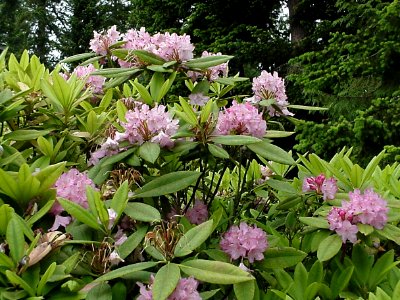 Large Pacific Rhododendron Plant, Olympic National Forest