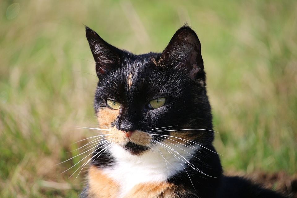 Mieze domestic cat cat face