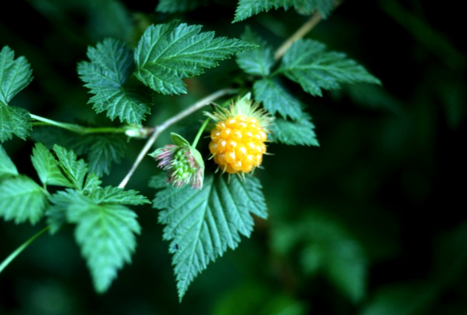 Salmonberry Blooms.jpg
