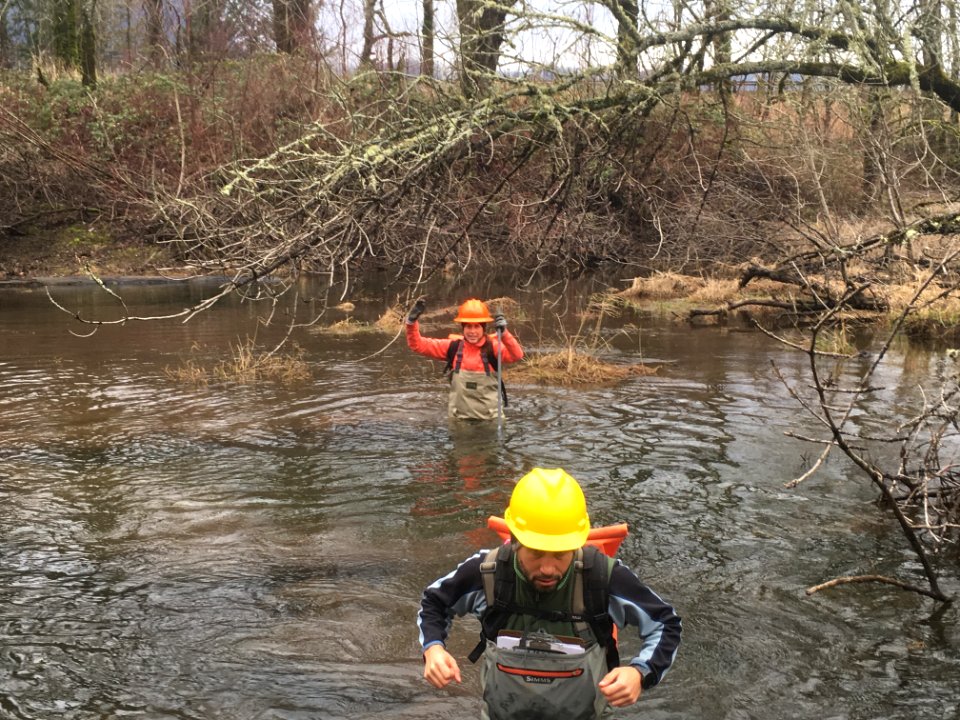 Scientists examine Horsetail Wetland Restoration site post eagle creek fire.