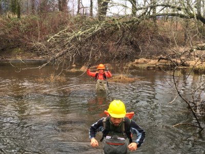 Scientists examine Horsetail Wetland Restoration site post eagle creek fire.