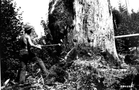 280393 CCC Boring Tree for Blasting Powder, Columbia NF, WA 1933