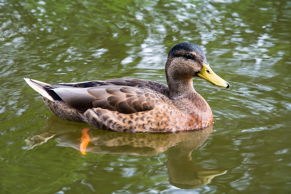 Bird animal mallard