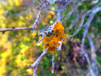 Space age lichen photo