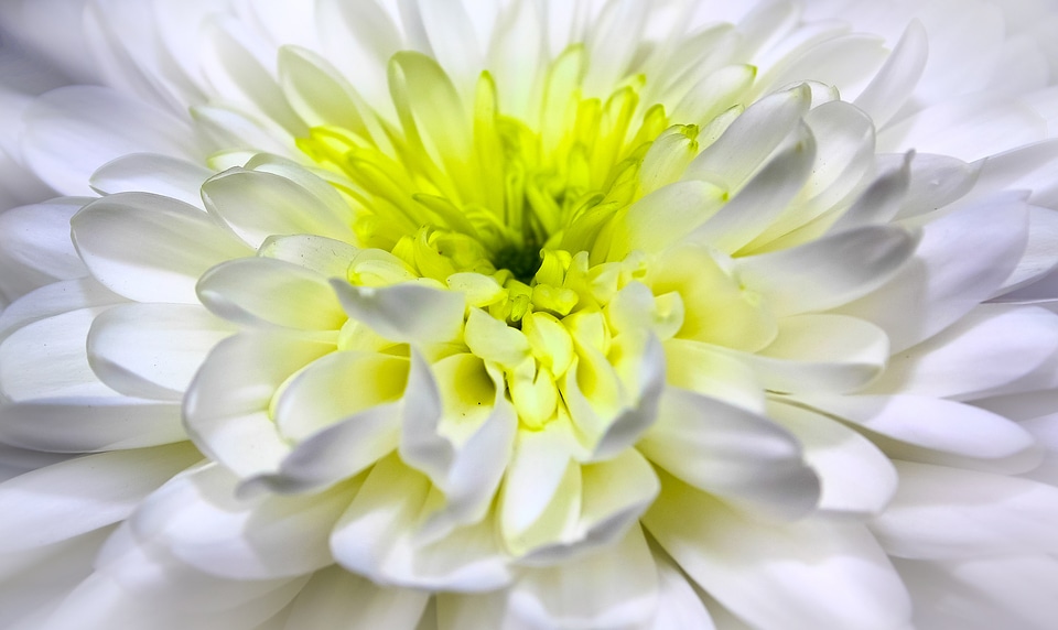 Bloom white flower photo