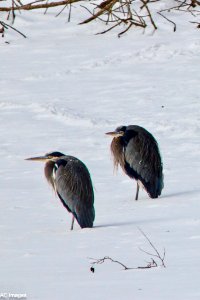 Herons in the snow near Skamania Landing on a snowy day in the Scenic Area Feb, 9, 2019, photo by Andy Coriell.