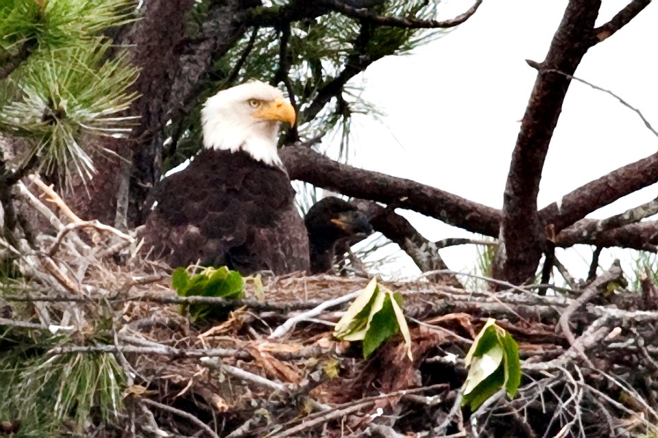 Eagle with Chick-Mt Hood