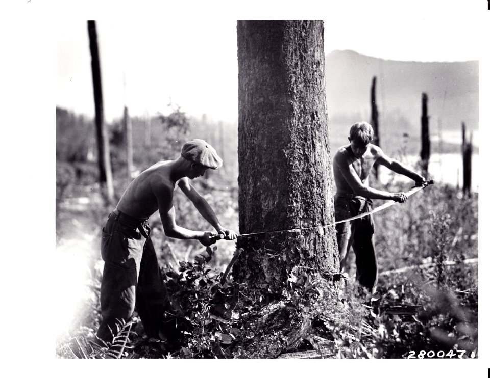 280047 CCC Boys Felling Snag from Camp F-20, Olympic NF, WA 8-1933