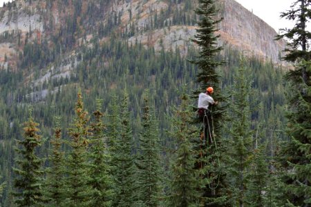 Andy Bryce on Subalpine Fir, Olympic National Forest