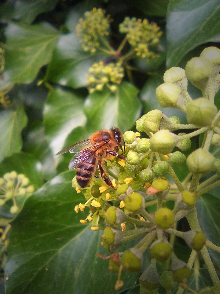 Flower libar insects