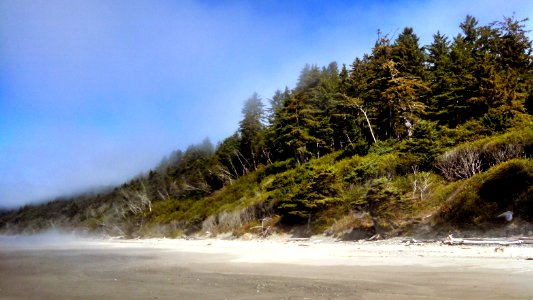 Brilliant greens, blue skies, and bright white sand on PNT in Olympic National Park's Wilderness Coast