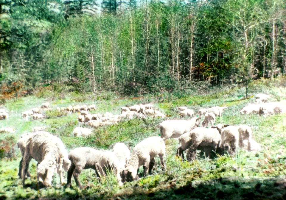 Chelan NF - Sheep Grazing near Wolf Creek, WA c1930