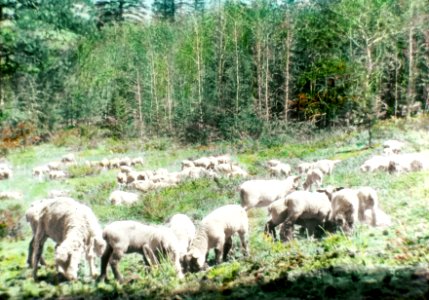 Chelan NF - Sheep Grazing near Wolf Creek, WA c1930