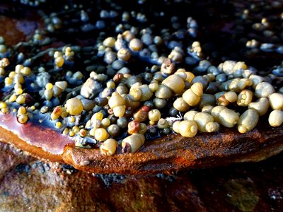 Seaweed rock pool photo