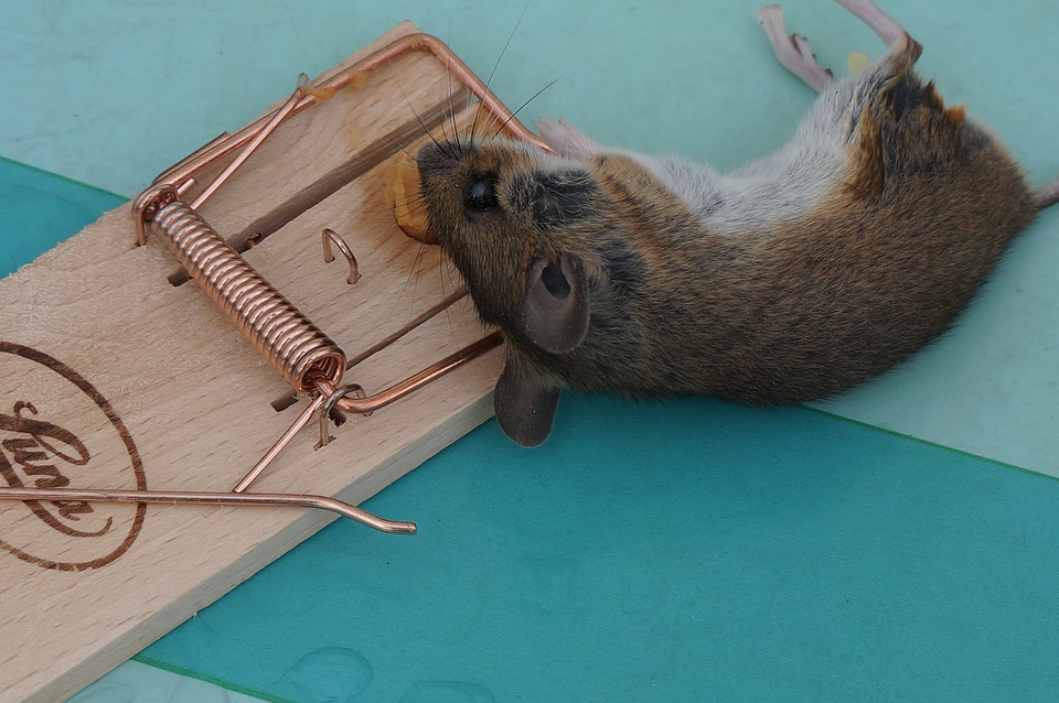 Case mousetrap mausetod
