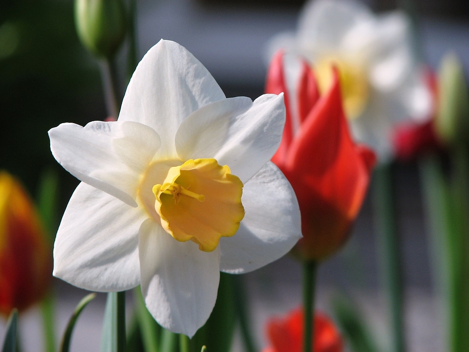 White osterglocken tulip