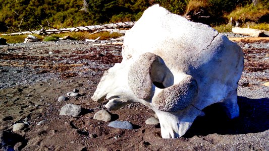 Whale bone on the Wilderness Coast in Olympic National Park photo