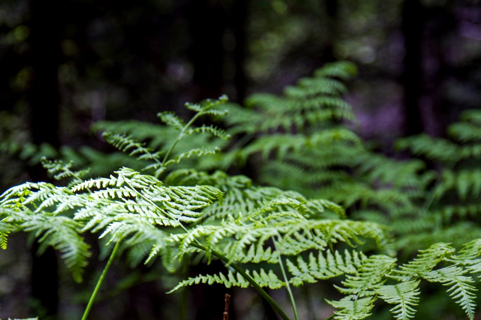 Fern Detail at Kelly Butte Lookout, Mt Baker Snoqualmie National Forest