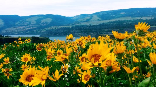 Balsamroot in full bloom on May 4, 2018 in the eastern gorge, photo by Forest Service Ranger Alyssa Thornburg photo
