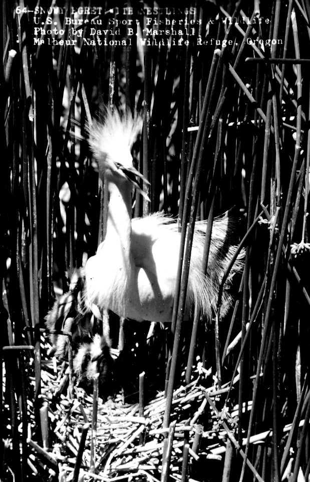 64 Snowy Egret on Nest, Malheur NWR.jpg