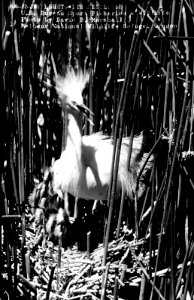 64 Snowy Egret on Nest, Malheur NWR.jpg
