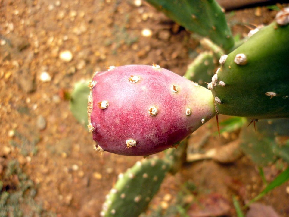 Cactaceae04 Fruto