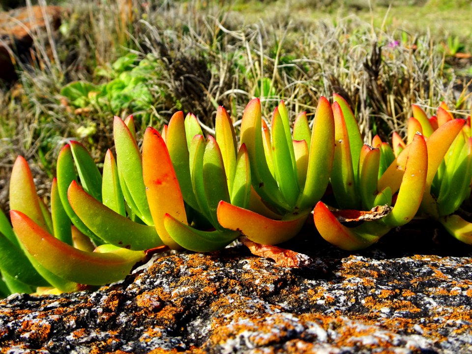 Spikey succulent creature photo