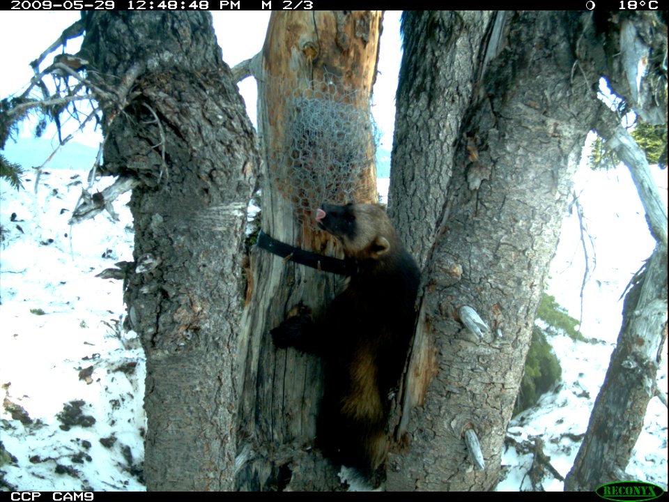 Wolverine Climbing to the Feeding Platform