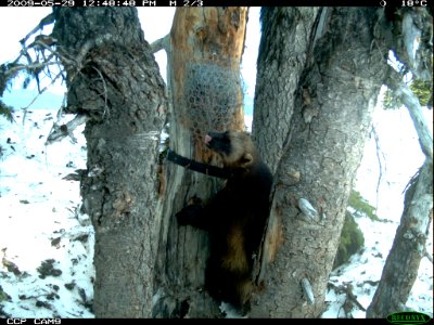 Wolverine Climbing to the Feeding Platform