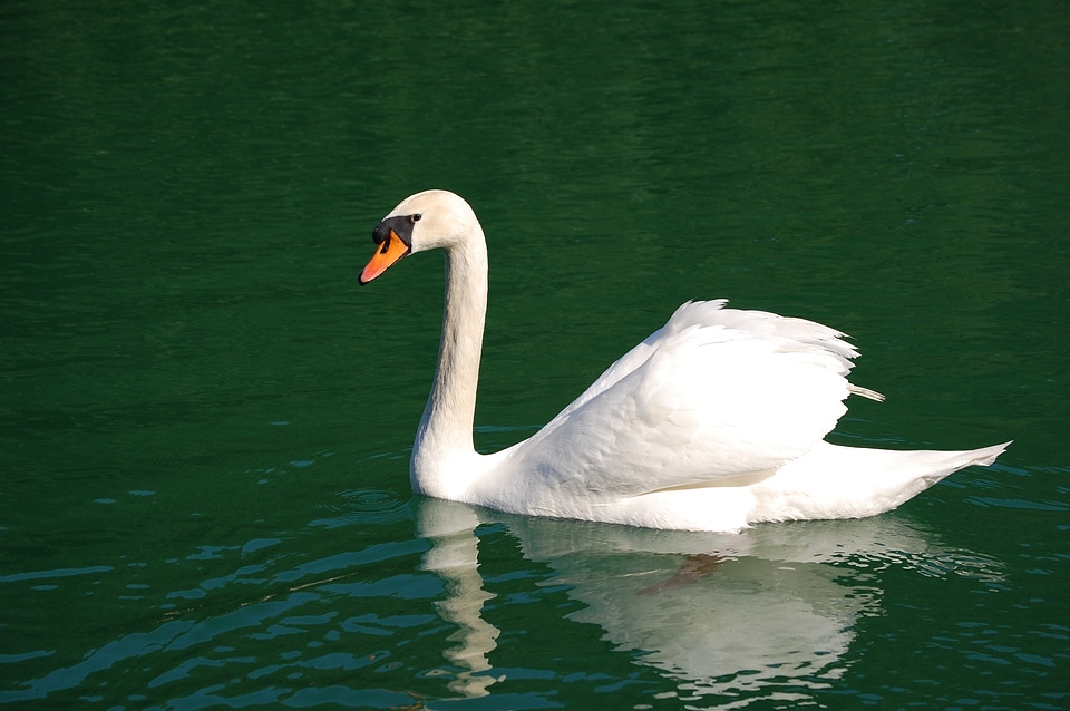 Bird white cygnus