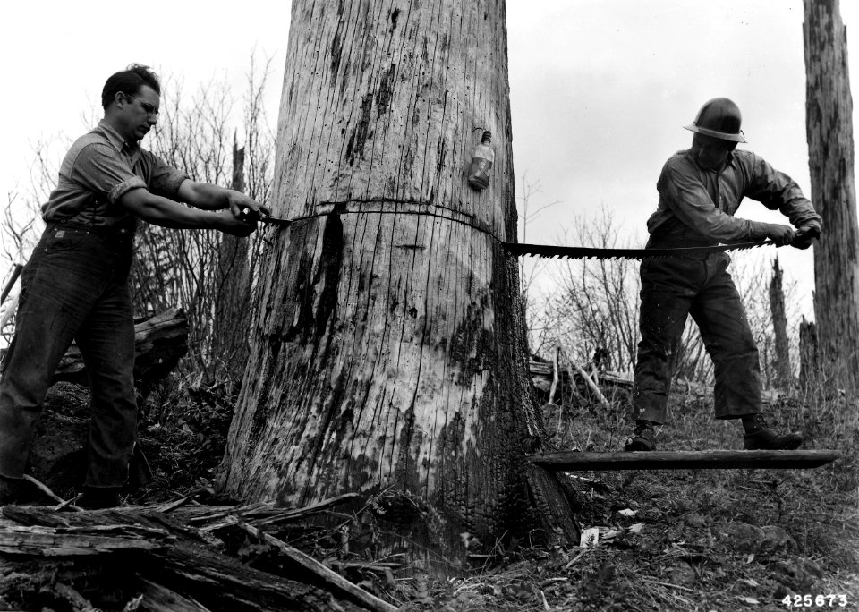 425673 Snag Cutting near Larch Mtn, Mt Hood NF, OR 1943
