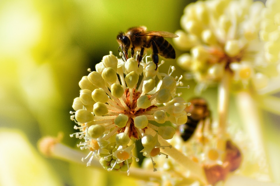 Pollen pollination honey