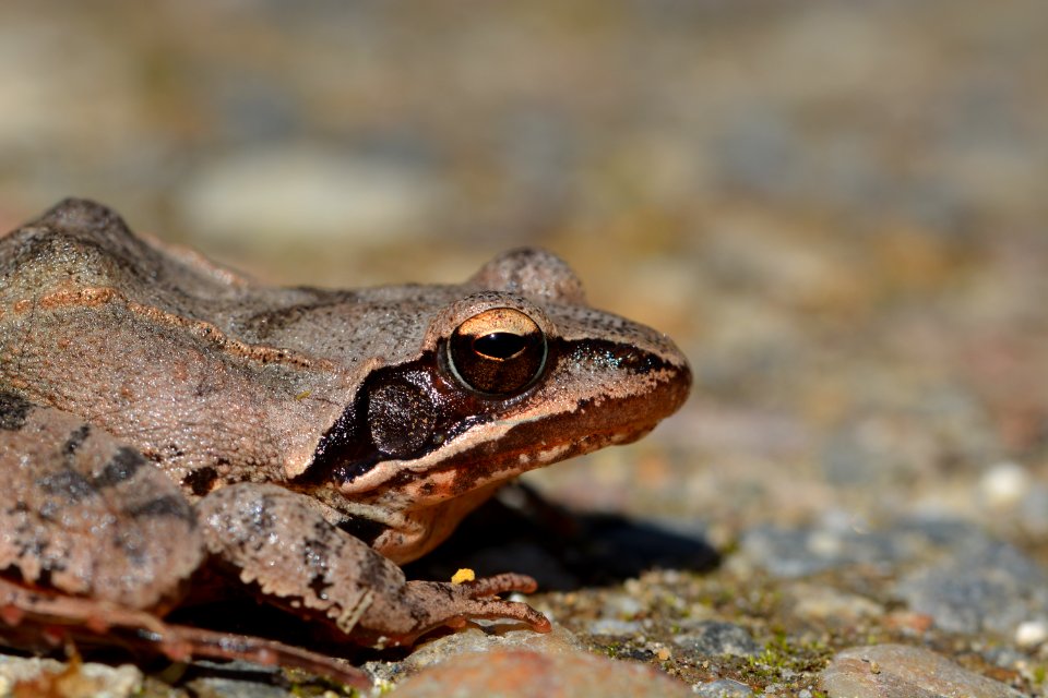 Grenouille agile (Rana dalmatina)