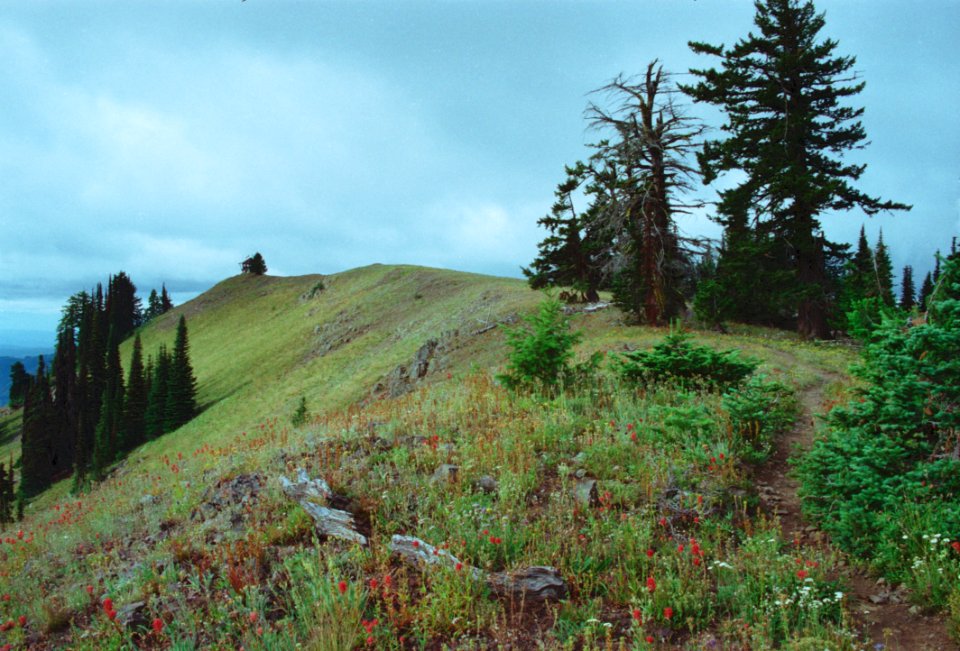 Ridge Line Trail in the Wenaha-Tucannon Wilderness-Umatilla