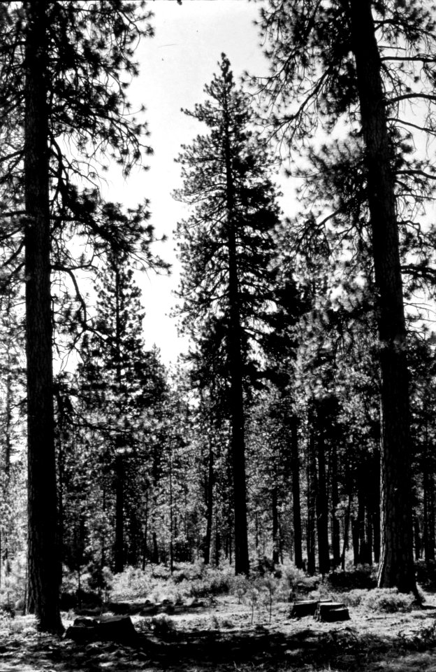 437467 Selective Cutting Pine near Sisters, Deschutes NF, OR 1945