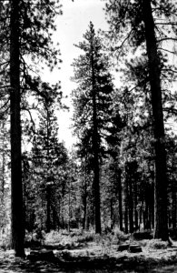 437467 Selective Cutting Pine near Sisters, Deschutes NF, OR 1945